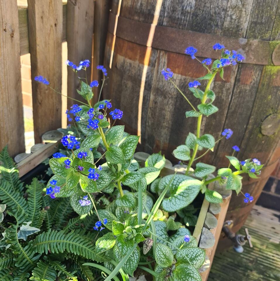 ChrncllyGrowing's tweet photo. The #brunnera has been flowering profusely for a few weeks now 😊
#Garden #Gardening #GardeningLife #Gardener #WildlifeGardening #GardenersWorld #GardeningTwitter #GardeningIsMyTherapy #GardenTips #GardenersLife #GardenChat #Plants #Plant #Nature #Na… https://t.co/Td16XO3j2F https://t.co/hSwUdhQMhn