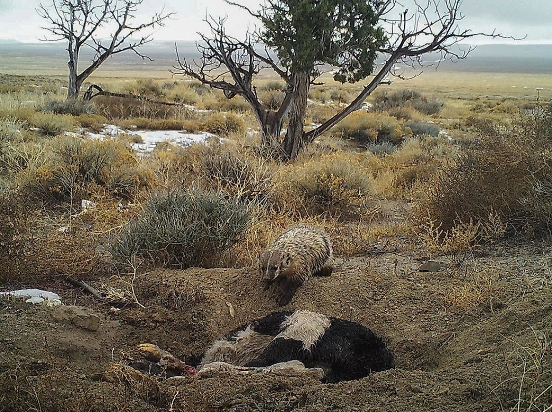 This badger buried an entire cow many times its size to save it for later.