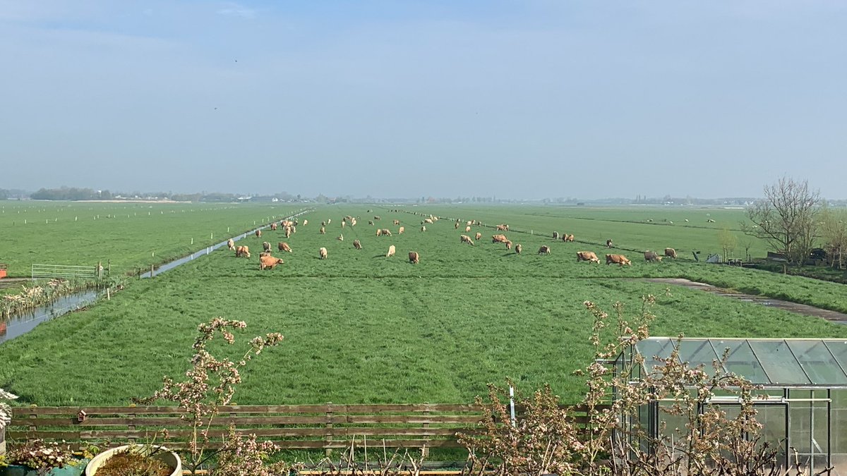 fcvdineuropa's tweet photo. Ondanks de regenbuien lukt het om de koeien buiten te doen. Er staat flink wat voorjaarsgras! https://t.co/UG290JOB3C