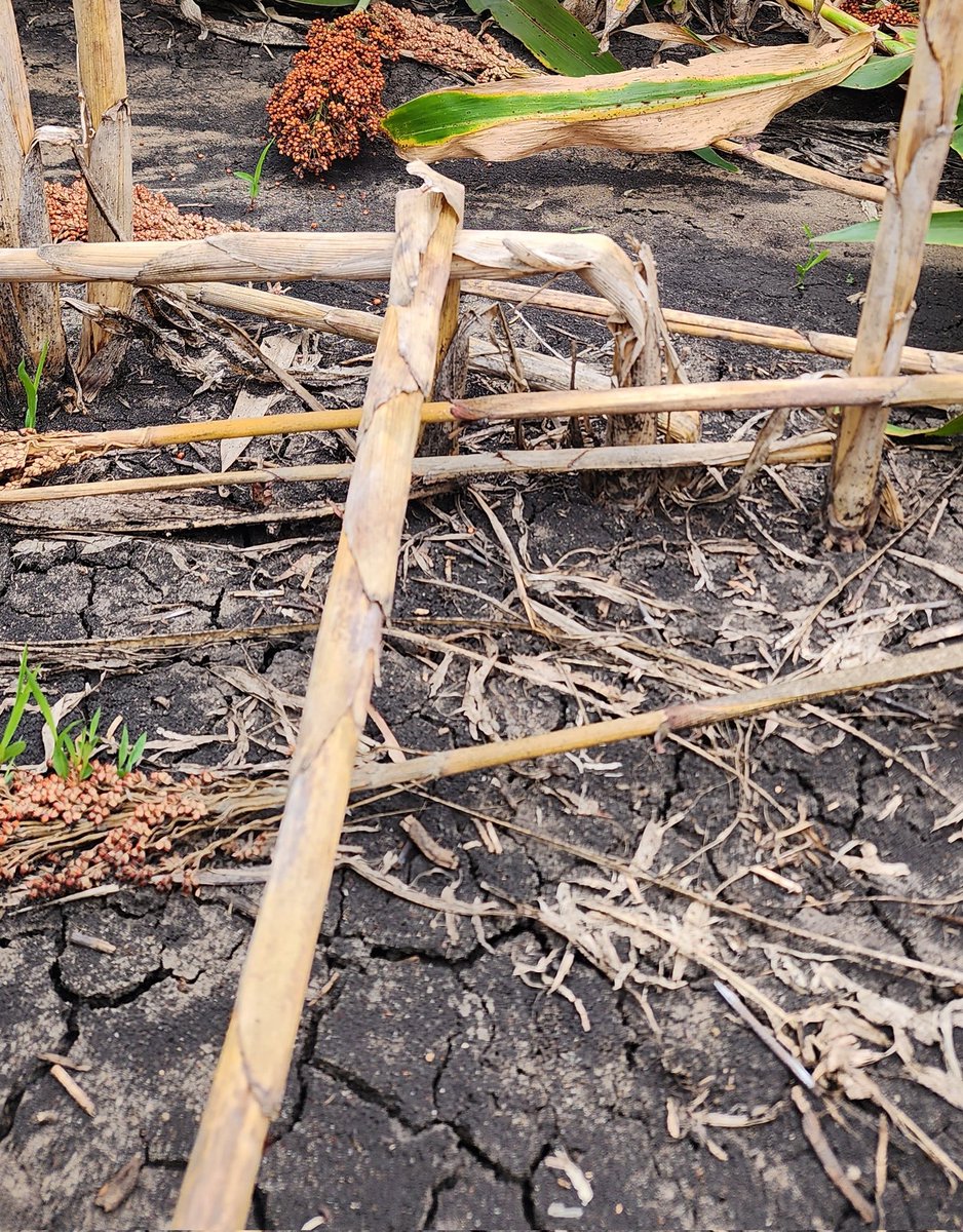 SorgGuy's tweet photo. Lodging in sorghum is a major constraint to yield improvement in water limited environments where post anthesis drought is common. https://t.co/z9bGtBnfCP