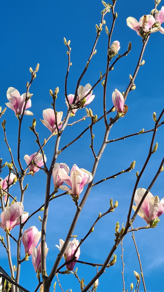 We hebben maar één aarde. Laten we goed voor haar zorgen. #HappyEarthDay  #boompjesgepland #TreesForAll