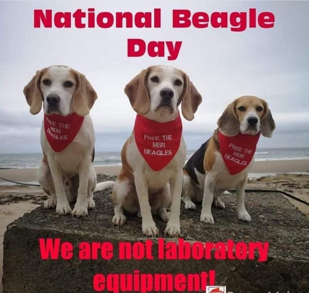 Thank you @ShazzaBillo for this beautiful pic of your loved beagles on National Beagle Day 💚
<a href="/beaglefacts/">Beagle Facts</a> <a href="/percythebeagle/">MrPercy Beagle</a> <a href="/BeaglesBurgundy/">BeaglesofBurgundy</a> <a href="/beagle_lovers2/">beagle_lovers</a> <a href="/NotMean567/">Bailey the beagle 🐶🐾💜</a> <a href="/besgle/">Mac and Poppy Beagle</a> <a href="/Boomerthebeagle/">Boomer the Beagle</a> <a href="/BeaglefreedomUK/">Beagle Freedom Project UK</a> <a href="/beaglefreedom/">Beagle Freedom Project</a> <a href="/penny_thebeagle/">Penny.theBeagle</a> @thebeaglebros
