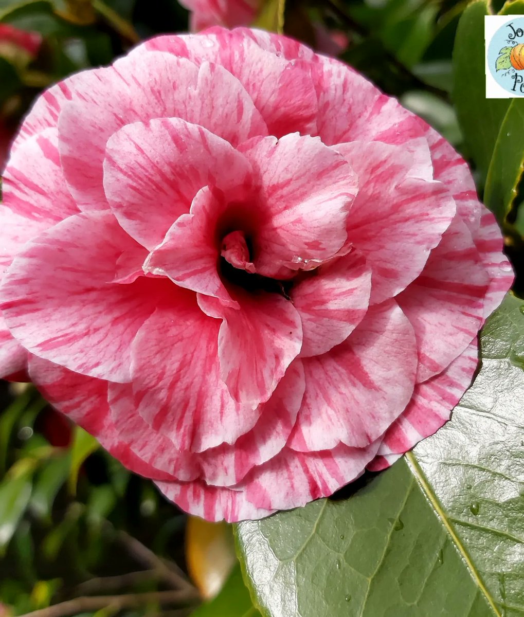 Camellia 💜🌱

#restoringthebalance #springblooms #evergreen #shrubs #floweringshrub #camellia #gardeningday #gardens #gardenmaintenance #appreciate