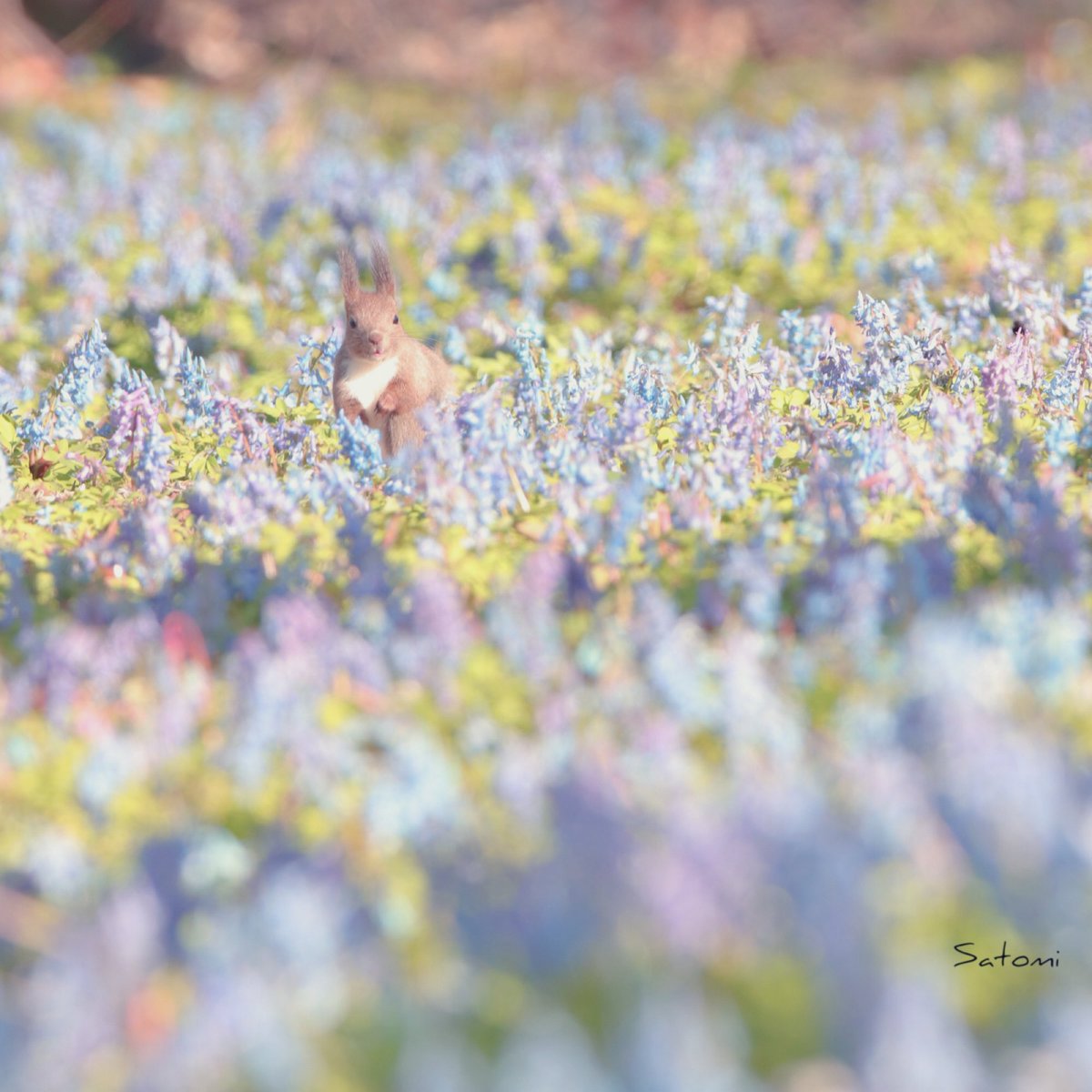 𝒮𝒶𝓉𝑜📷 tweet media