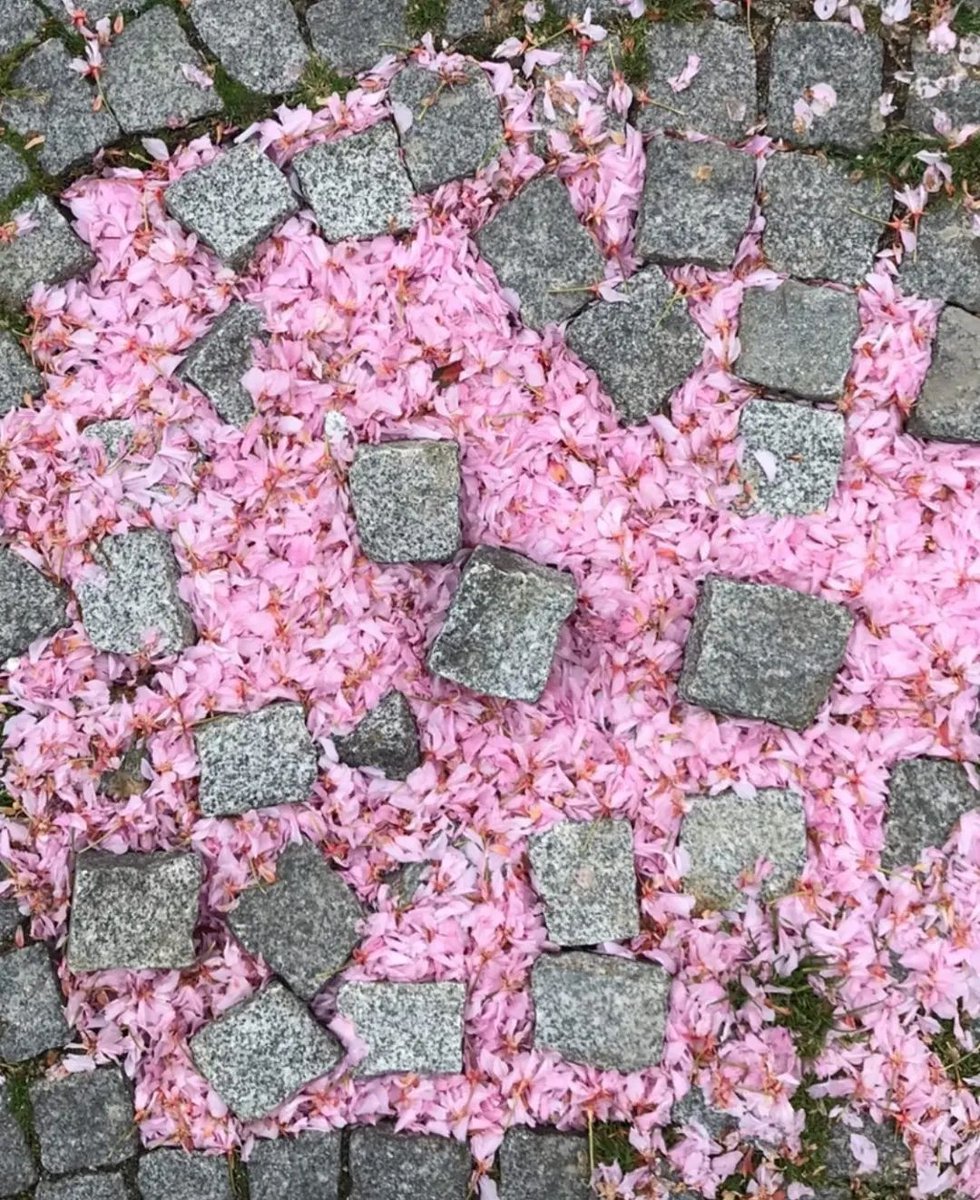 I'm a four leaf clover
ph @ossitocina_e_neuroni / IG

#primaveraromana #springinrome #roma #sanpietrini #primavera #pink #flowers