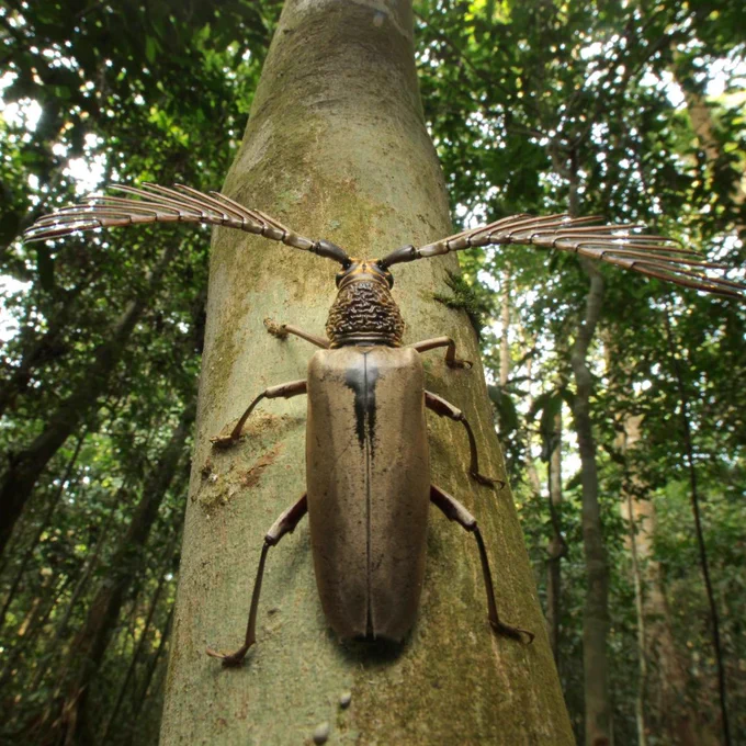 Wallace's Cyriopalus beetle, photo by Tim Cockerill (East Yorkshire, UK)  First Prize 2014 insect week photo competition