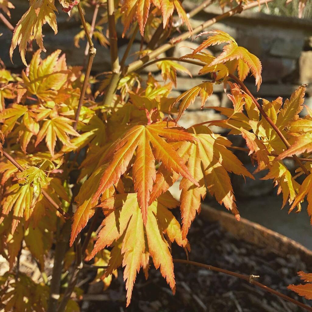 _howardjames's tweet photo. The stunning Acer palmatum 'Orange Dream' we planted last year, brightening up a gloomy day like today…

Have a great weekend everyone!
.
.
#acertree #japanesemaple #gardening #acer #gardendesign #acerpalmatum #garden #japanese #japanesemapletree #ja… https://t.co/WvQ5GJdtND https://t.co/p0a0huNyd6