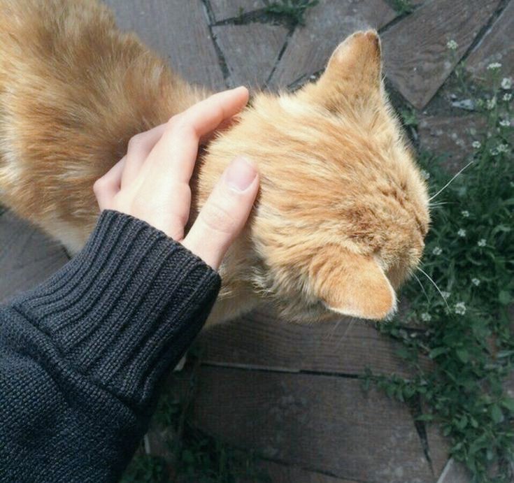Sharing these pictures in hopes that you'll smile upon seeing them! 😊 I met this sweet little friend when I walked around our neighborhood. He approached me and let me pet him. At first I thought, he's a stray cat. Fortunately, he has an owner that loves him so much! 🥰