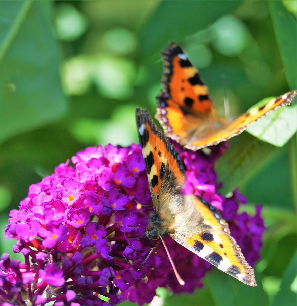 ruben_corella's tweet photo. #butterfly #papillon #mariposa #gayday #gaymood #farfale #purplefowers #papallona #nature #FelizSabado #finde #freshair #bouquet #animals #bugslover https://t.co/Q1yaWmTZIb