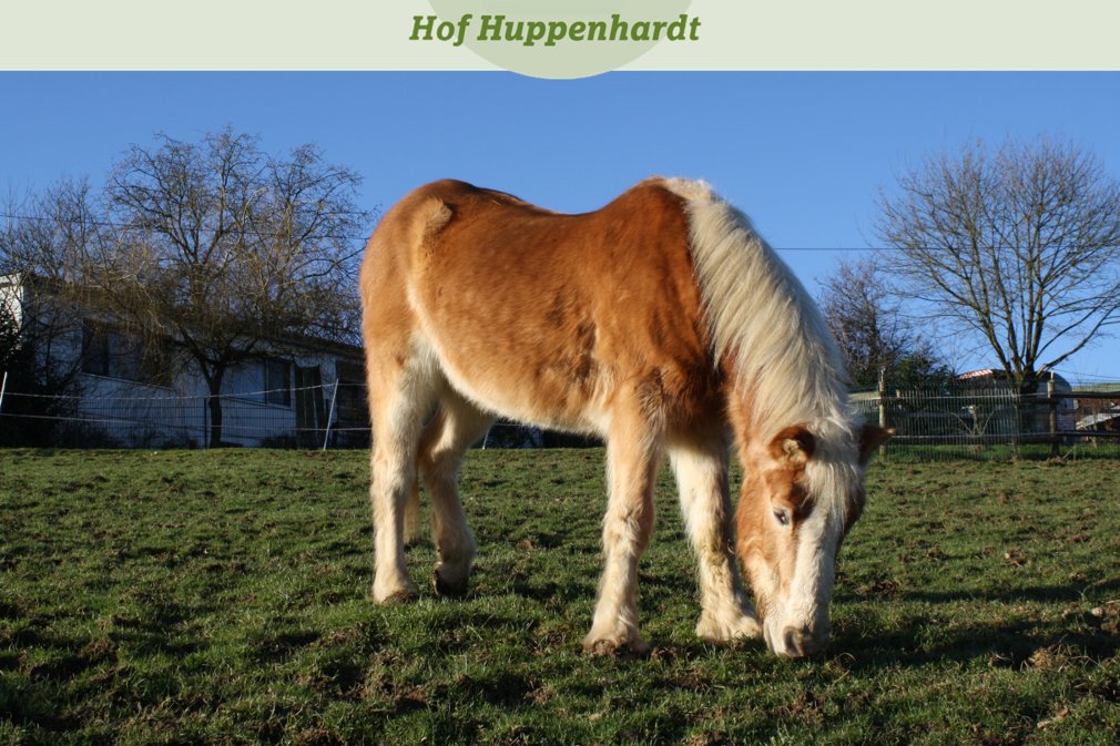 Am Weidezaun hängt ein Schild. Darauf steht: "Bitte nicht füttern! Gez. der Besitzer." Darunter hängt ein zweites Schild, auf dem steht: "Bitte das Schild oben nicht beachten. Gez. das Pferd" 🤣  Eure Kunigunde 

#haflinger #haflinderstute #witz #joke