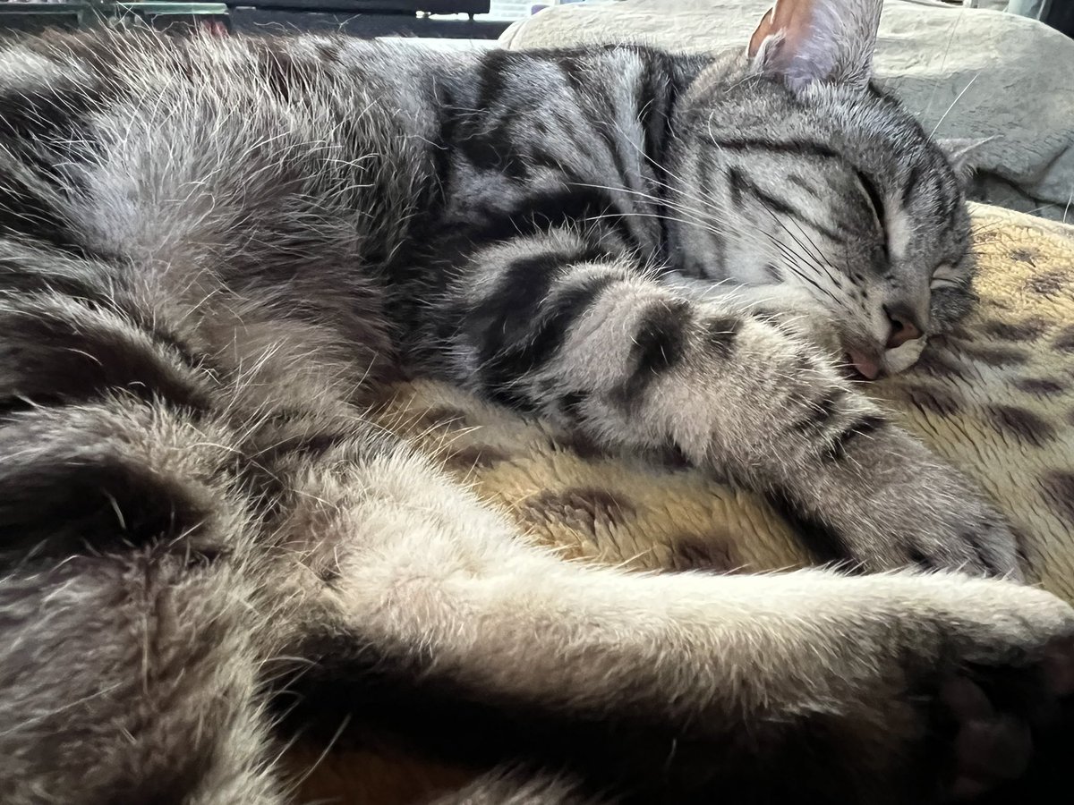 HaRka's tweet photo. レオンちゃん爆睡💤
薄目開いててちょっと怖い😅ww
#アメショ
#ノルジャン
#猫のいる生活
#幸せ https://t.co/97rwN5kMEO