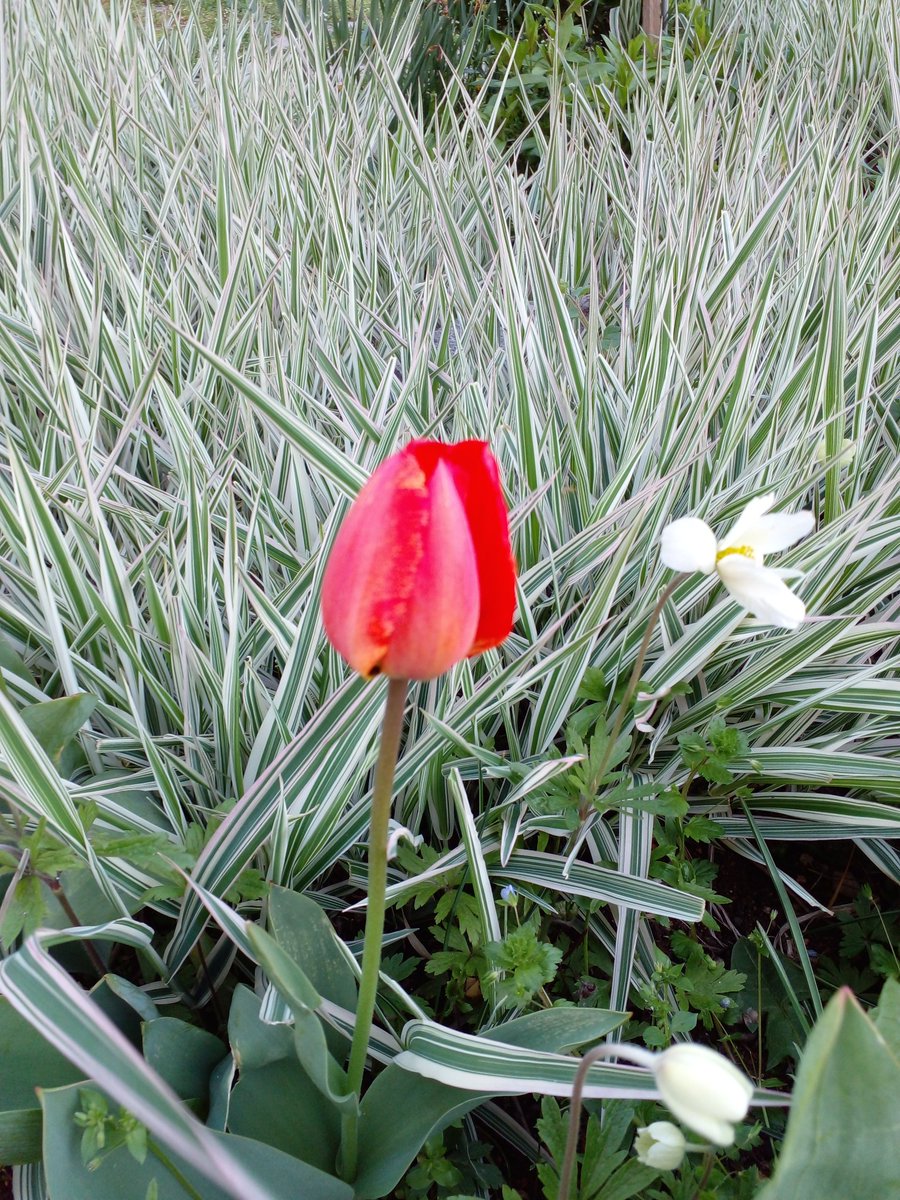 dimiborislavova's tweet photo. 🌷🌿🌷🌿🌷🌿🌷🌿🌷🌿🌷🌿🌷
#D2204 #flowers #tulips https://t.co/M18lUisP4b