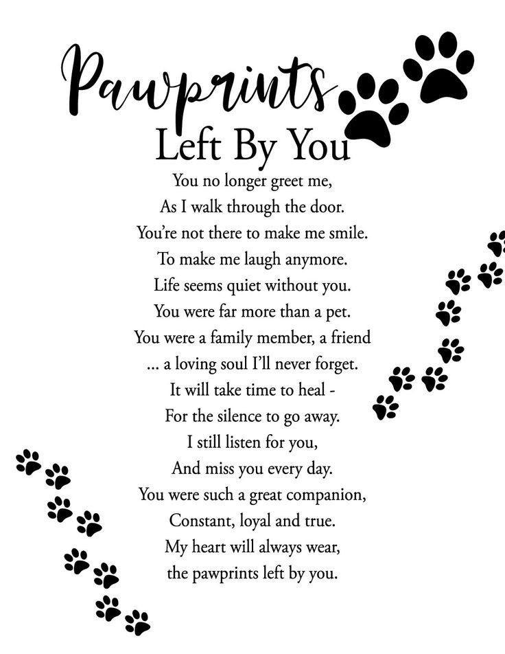 ElvisPoptart's tweet photo. Tonight we lost our sweet Elvis. Please say a prayer for our family as we feel such a tremendous loss. https://t.co/bEzMkYSQSH
