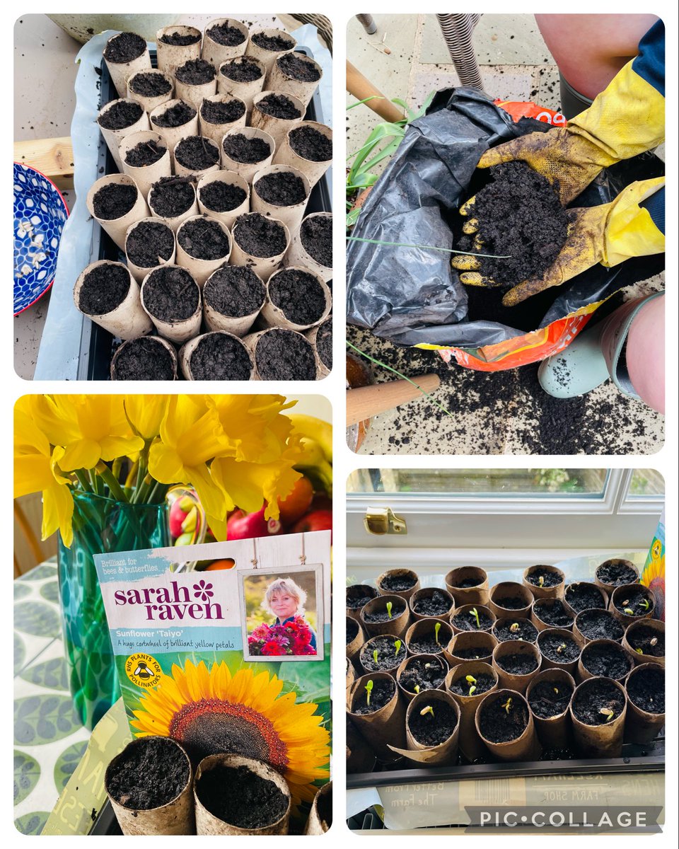 Plewsviews's tweet photo. @NSATgreen such a happy feeing to see my mass planting of sunflower seeds using toilet roll tubes bursting into growth within days. Inspired by @NSATGovernance @RHSHarlowCarr (Alison Varley) #sunflowercircle #trackthesun https://t.co/TMzyudv30O