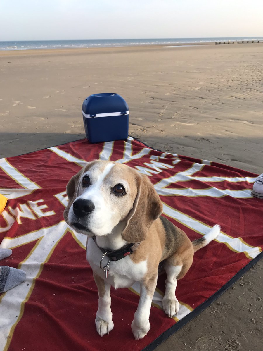 glenthompsett's tweet photo. Today is #NationalBeagleDay so hereβs a few of our lovely boys past and present. Baxter and Solo. If youβve got a Beagle, celebrate by giving them a few extra treats and an extra long walkies.
#baxterthebeagle #beaglesarebest #crazyhound #beaglefacts https://t.co/goXC6w6Bbn