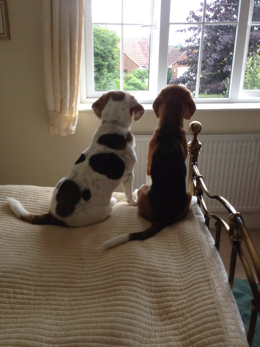 glenthompsett's tweet photo. Today is #NationalBeagleDay so hereβs a few of our lovely boys past and present. Baxter and Solo. If youβve got a Beagle, celebrate by giving them a few extra treats and an extra long walkies.
#baxterthebeagle #beaglesarebest #crazyhound #beaglefacts https://t.co/goXC6w6Bbn