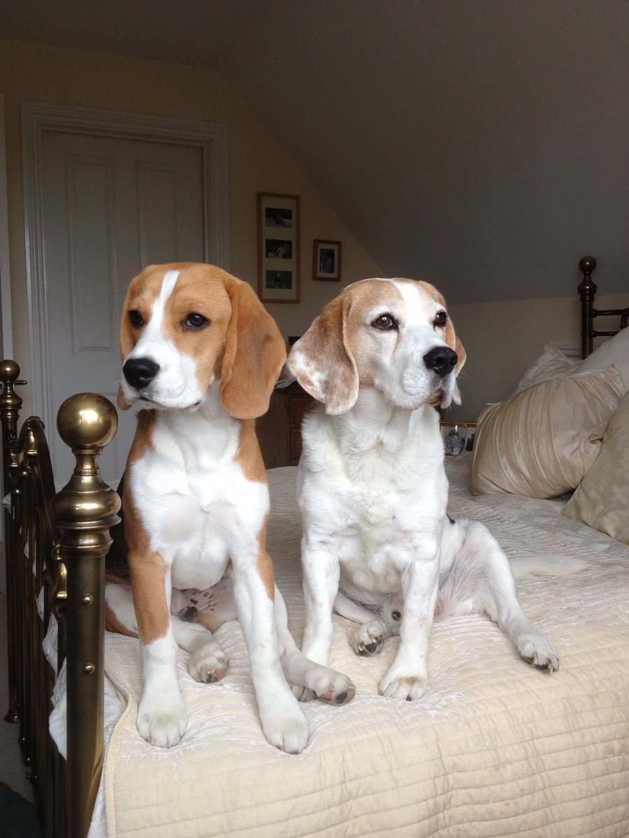 glenthompsett's tweet photo. Today is #NationalBeagleDay so hereβs a few of our lovely boys past and present. Baxter and Solo. If youβve got a Beagle, celebrate by giving them a few extra treats and an extra long walkies.
#baxterthebeagle #beaglesarebest #crazyhound #beaglefacts https://t.co/goXC6w6Bbn