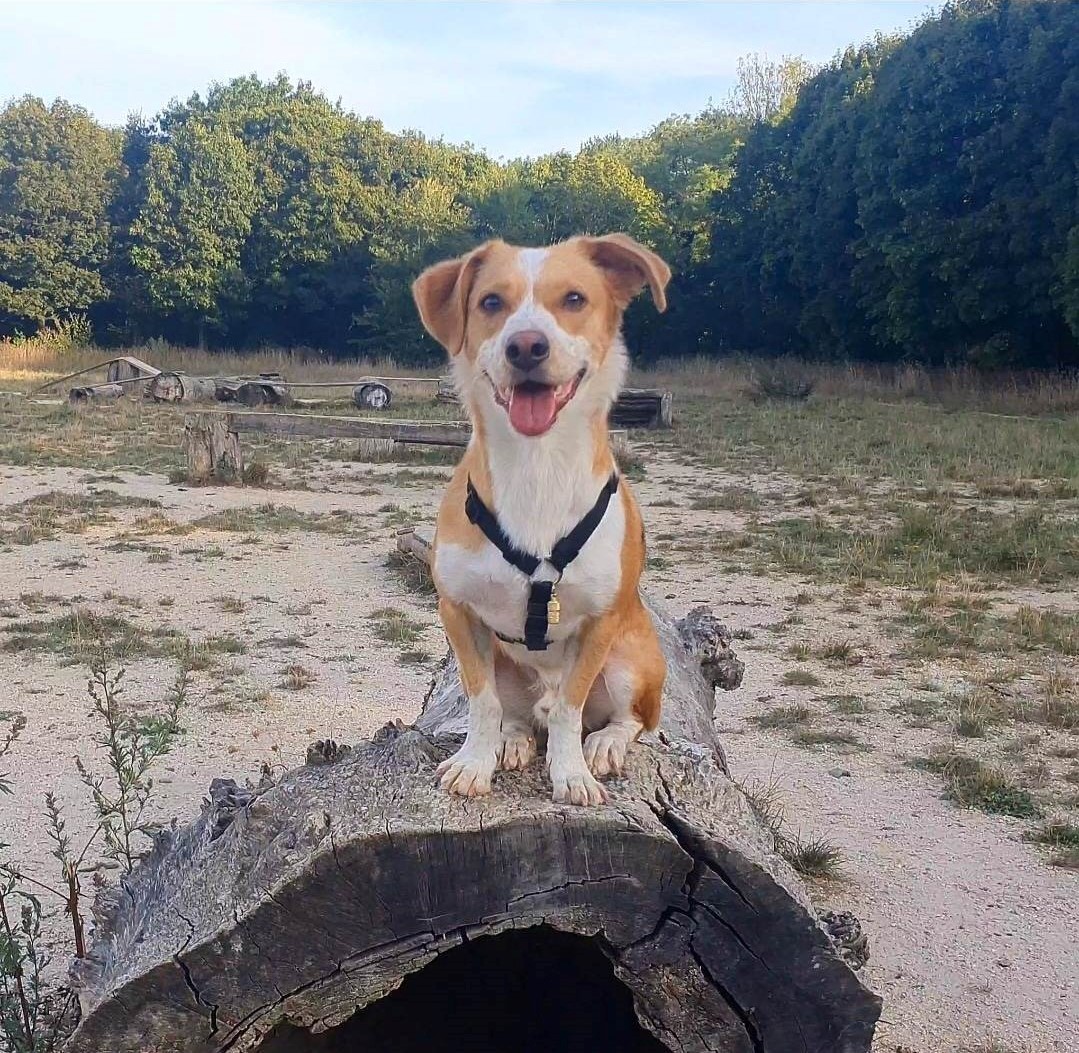 blooofworld's tweet photo. 🐾 Meet the inspiration behind our Chinkies DeGenesis NFTs - our founder's beloved dog! Join us on this journey as we share the adventures and stories of our four-legged friend that brought laughter to the world! 🐶 
#DogTales #Chinkies #NFTs #memecoins https://t.co/BOyow2hrRr