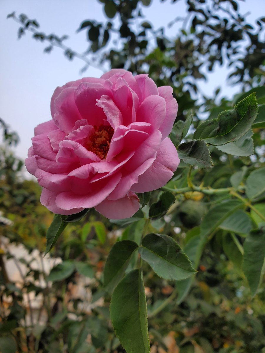 bhibatsam's tweet photo. I'm asking those who love the outdoors to post a picture. A picture that YOU took. Just a pic. No description. The goal is to regain peace and harmony without negativity. Please copy the text, put a picture on YOUR page, and let's look at these beautiful pictures. Here’s mine https://t.co/FQGTNtT0V6