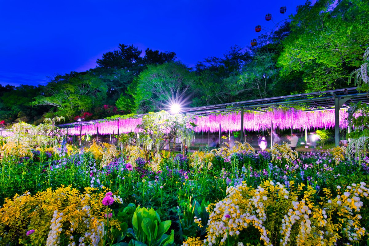 yujiida0510's tweet photo. 藤棚のライトアップ始まる

#藤の花 #ライトアップ #藤 #藤の花ライトアップ https://t.co/CFPSAGR9p4