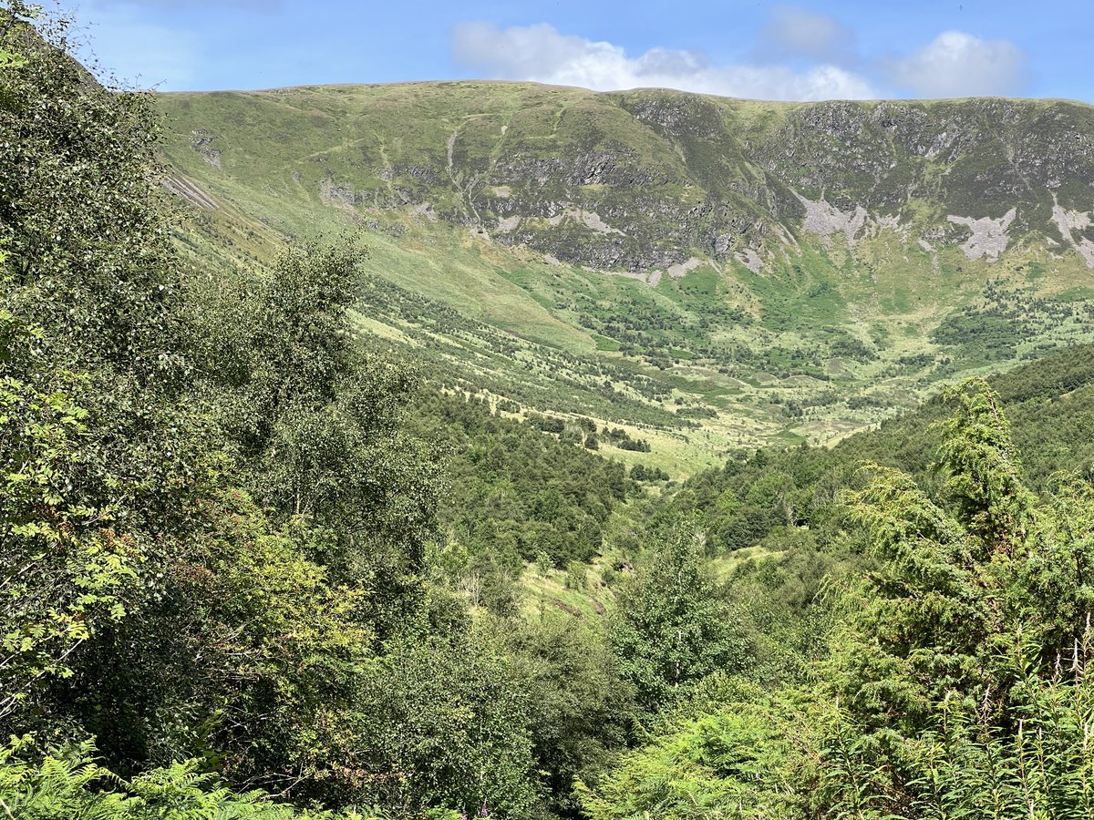 Rewild Scotland 🏴🌳 tweet media