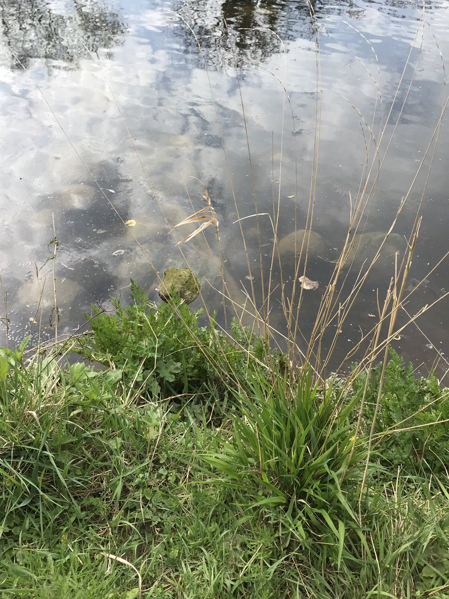 Up stream from submerged pipe sewerage discharge pollution Coquet river Warkworth #Northumberland #riverpollution #saveourwaterways