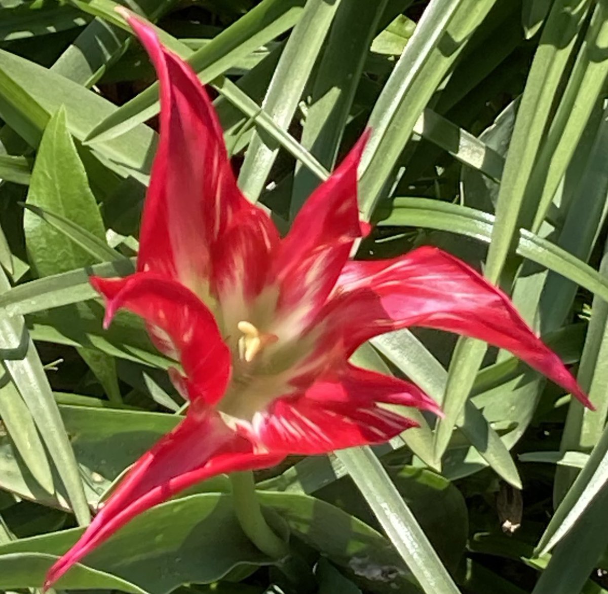 HilaryBurrage's tweet photo. Earth Day https://t.co/cGQ1EqhIFW