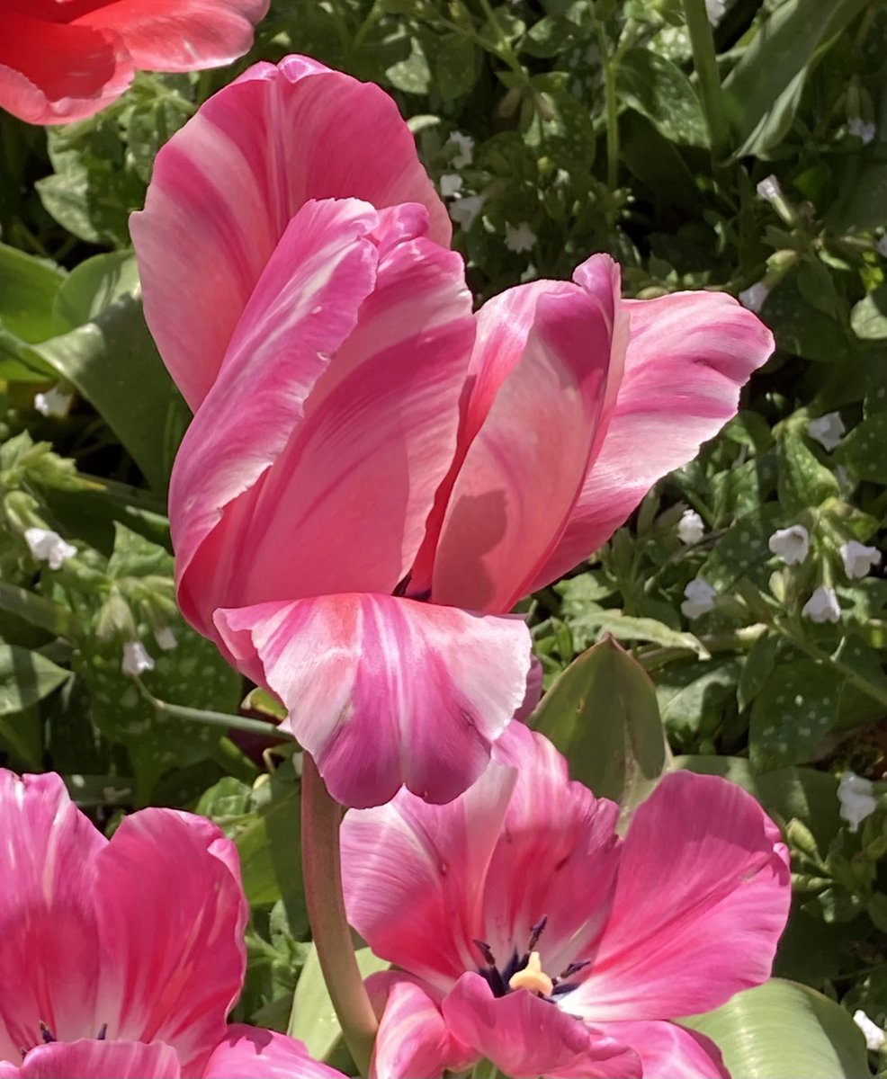 HilaryBurrage's tweet photo. Earth Day https://t.co/cGQ1EqhIFW