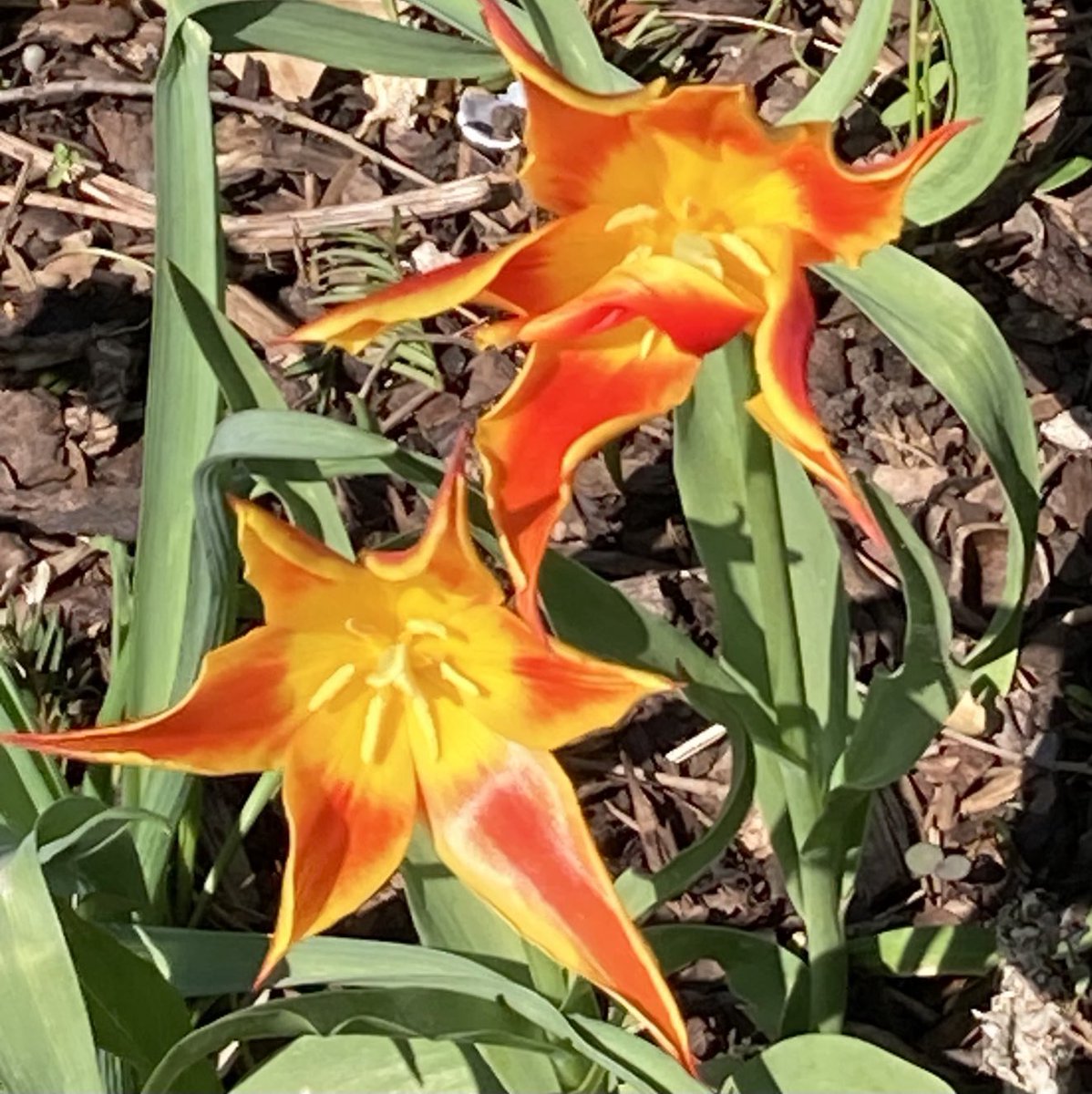 HilaryBurrage's tweet photo. Earth Day https://t.co/cGQ1EqhIFW