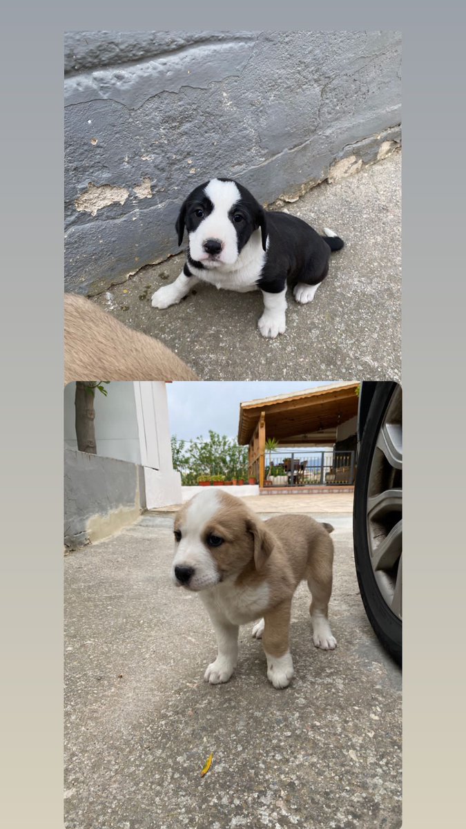 Esta mañana mi hermana se ha encontrado a estos dos cachorros junto al cadáver de su madre que había sido atropellada. No se la raza, son de tamaño mediano a grande. Si alguien está interesad@ en adoptar que me contacte por DM. Están en Cehegín (Murcia).
Se agradecería RT.