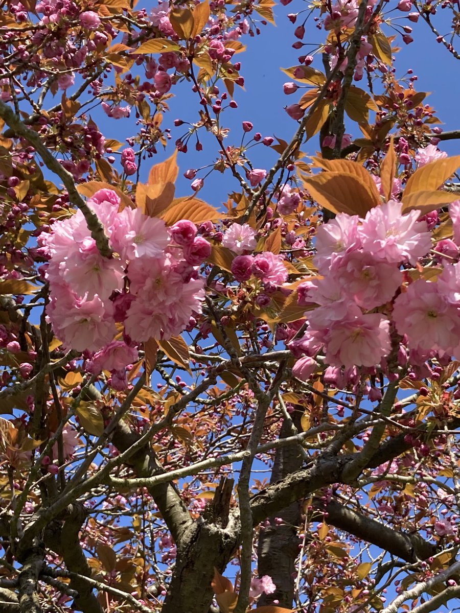 HilaryBurrage's tweet photo. Earth Day https://t.co/QouCFAJeFk