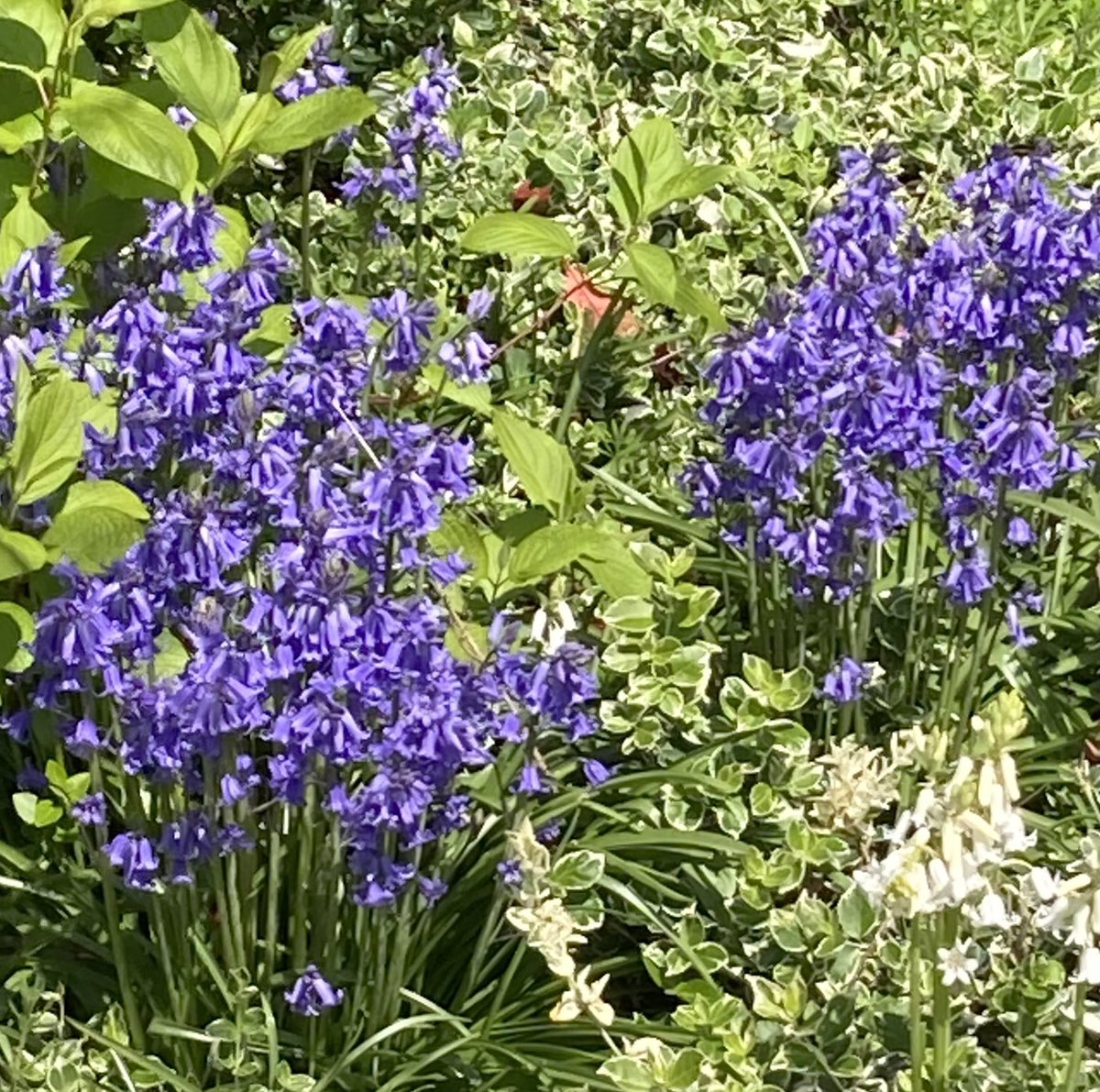 HilaryBurrage's tweet photo. Earth Day https://t.co/QouCFAJeFk