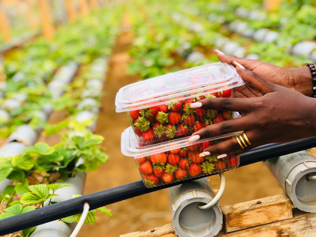 Germin8Rwanda's tweet photo. Place your order for a delivery of a fresh, sweet berry! #Strawberries grown hydroponically, in Rwanda. Call us on 0788211264. Free Delivery  #GMOFree #RwoT https://t.co/iJVcOn81VK