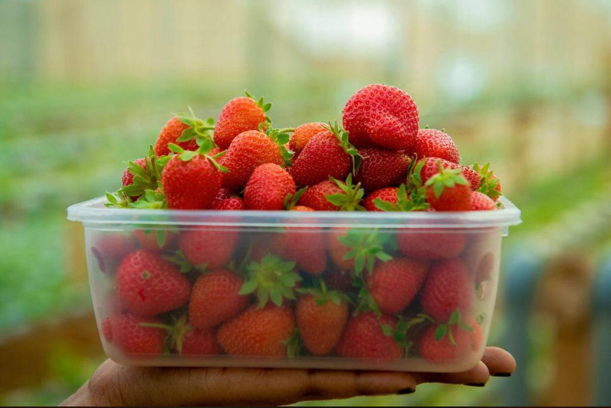 Germin8Rwanda's tweet photo. Place your order for a delivery of a fresh, sweet berry! #Strawberries grown hydroponically, in Rwanda. Call us on 0788211264. Free Delivery  #GMOFree #RwoT https://t.co/iJVcOn81VK