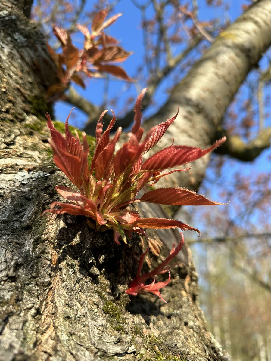 Das heutige Update zur TV-Asahi-Kirschblütenallee am Berliner Mauerweg
 🌸☀️
Die Kirschbäume brauchen noch ein wenig Sonne☀️

#Teltow <a href="/Stadt_Teltow/">Stadt Teltow</a> #Berlin <a href="/basz_berlin/">Bezirksamt Steglitz-Zehlendorf</a> <a href="/I_love_Berlin/">I ♥ Berlin</a> <a href="/TspLeuteChaWi/">Tagesspiegel City West</a> <a href="/TspLeute/">Tagesspiegel Bezirke</a>