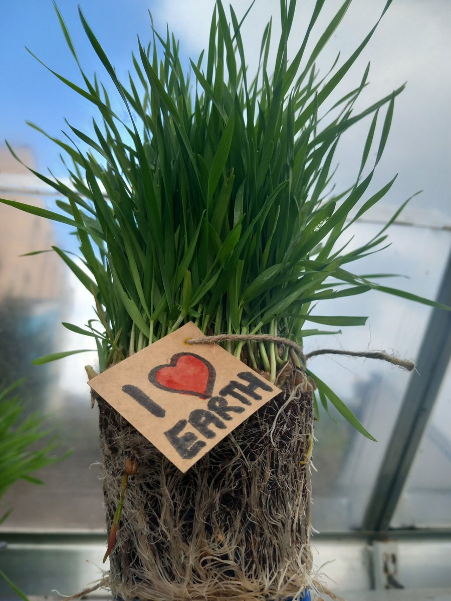BigJuiceBar's tweet photo. #happyearthday2023 #wheatgrass #organic #healthlyliving #wheatgrassjuice https://t.co/zBMWymYYhs