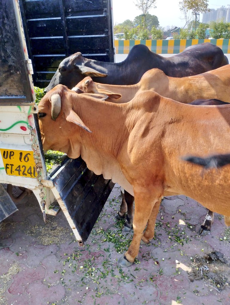 TheViditsharma's tweet photo. Today is Akshaya Tritya, the perfect day to make a meaningful donation towards helping voiceless souls. Let's join hands to create a better world for all beings. #AkshayaTritya #DonateForACause #VoicelessSouls #MakeADifference

https://t.co/ifqxOQikn3 https://t.co/WtbmAhYEy0