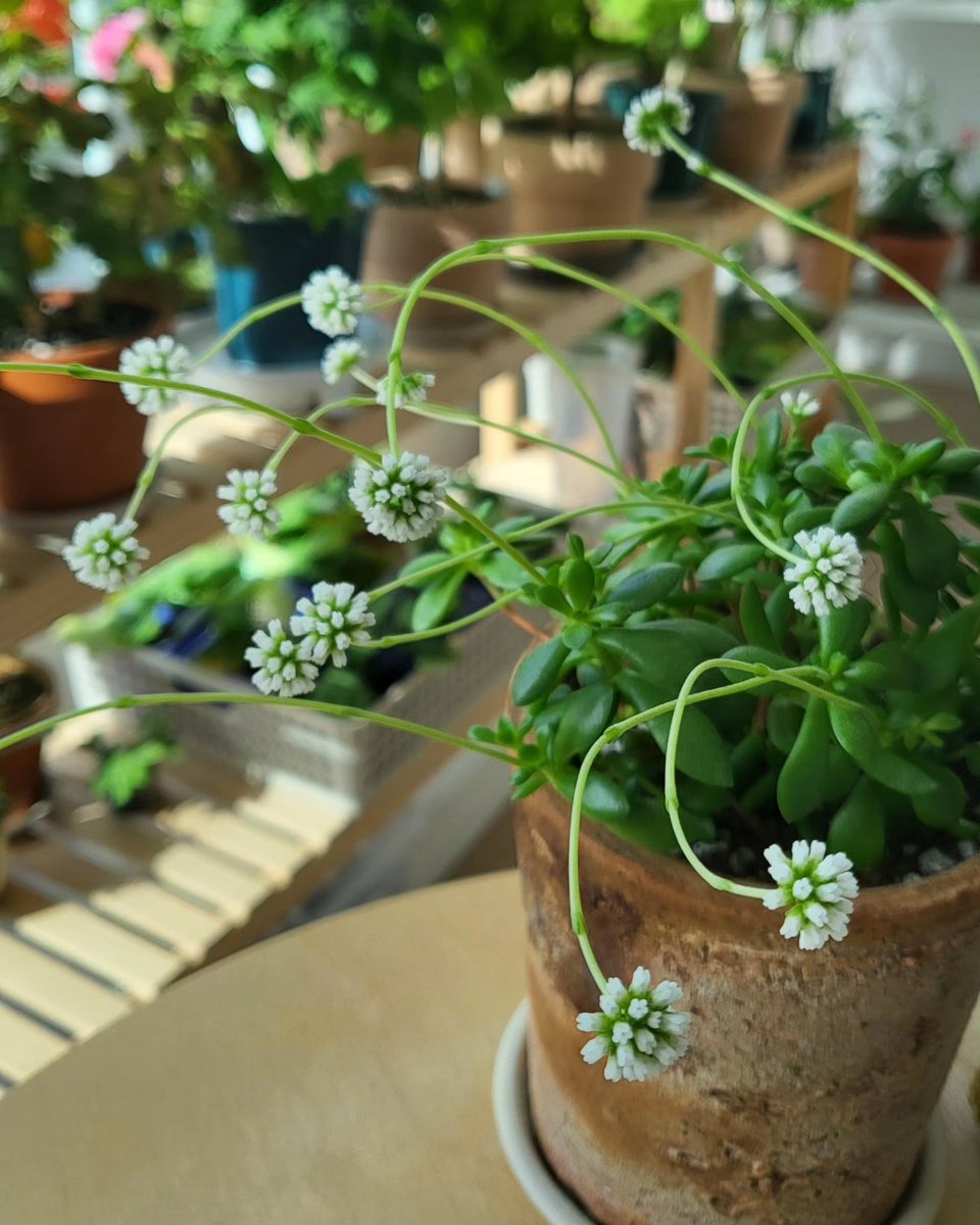 귀요미 라디칸스😍