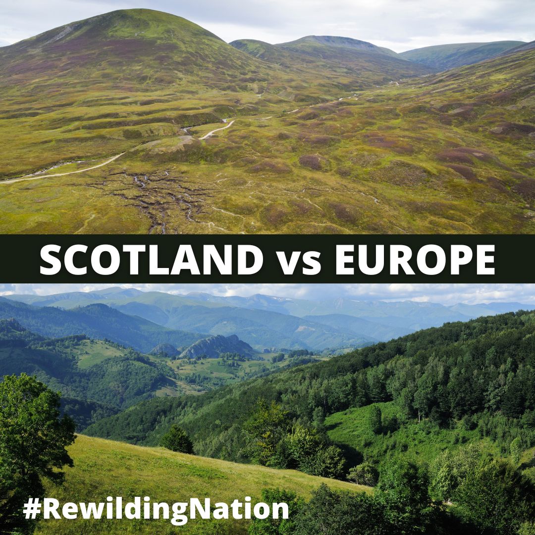 This #EARTHDAY you have an opportunity to help forge a #RewildingNation in Scotland.

All donations to the Why Not Scotland appeal are currently being matched by the #GreenMatchFund meaning the impact of your support is doubled!

Check out: donate.biggive.org/campaign/a0569…

#RewildingHope