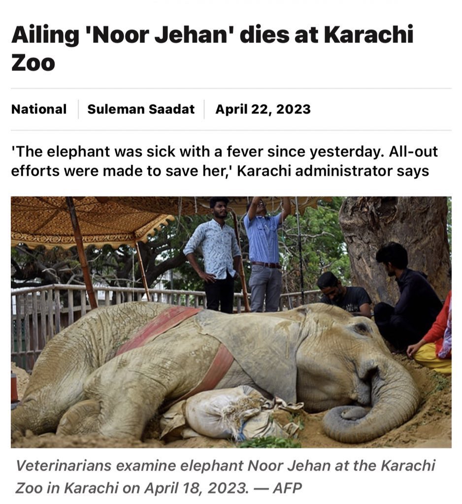 Cosmicbrigade's tweet photo. Day 13 of #Kindness4NoorJehan
#Sanctuary4Karachi3
As #NoorJehan 17 passes to a better life she leaves behind her the realisation of just how much an 🐘 suffers in a zoo.
Ripped from her mother as a baby, man had no right to use her as a living exhibit for their vanity an greed💔 https://t.co/qGWuvNvvJW
