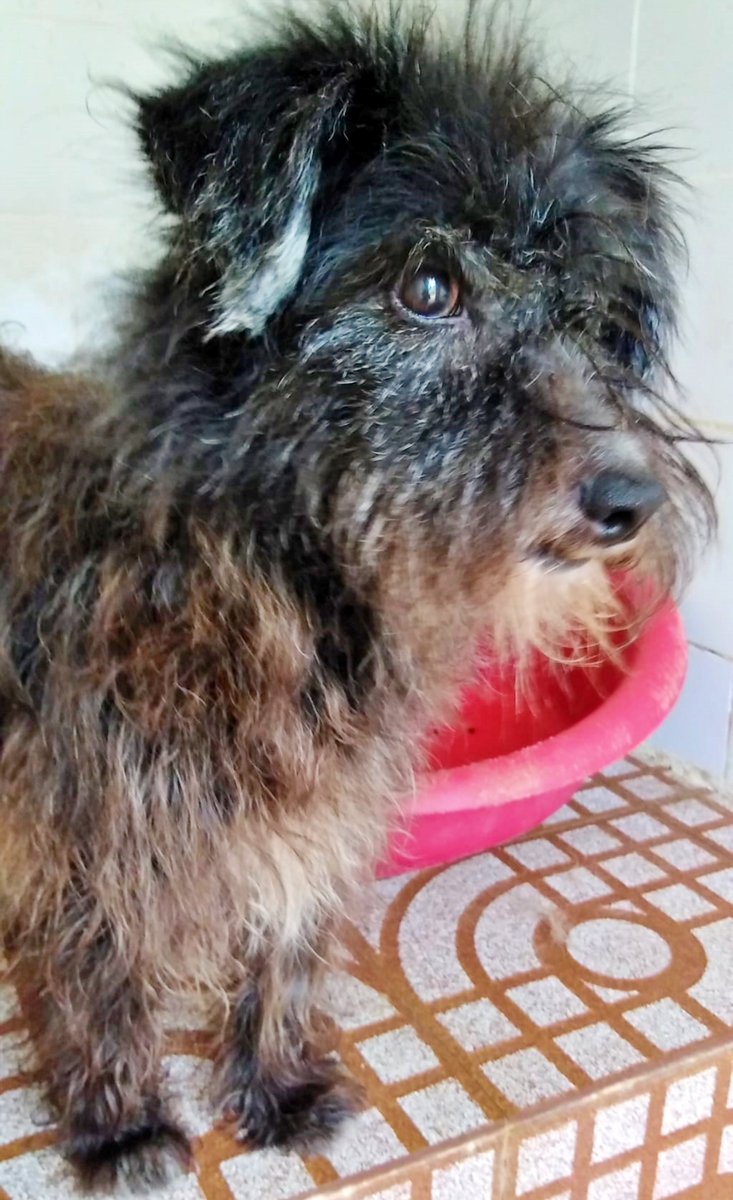 #VIGO 
#LUPE es una de nuestras abuelitas. 
Lleva un montón de tiempo en el refugio, y a lo largo del mismo ha visto como otros perros, más guapos, más simpáticos y más jóvenes han encontrado un hogar, mientras ella, resignada continúa entre rejas... 😔

Buenísima, encantadora…