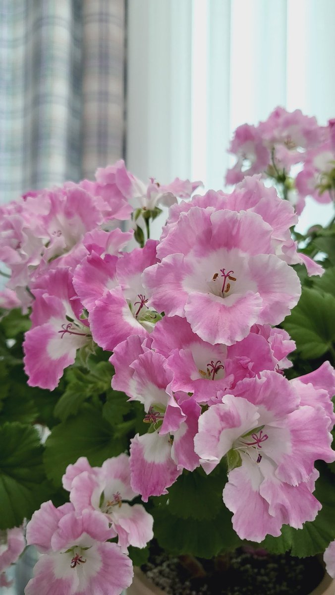 꽃이 지는게 너무 아쉬워 🙉
남겨보는 버뮤다핑크 단독샷..
덕분에 화사했던 벨다정원이였쥐..암..