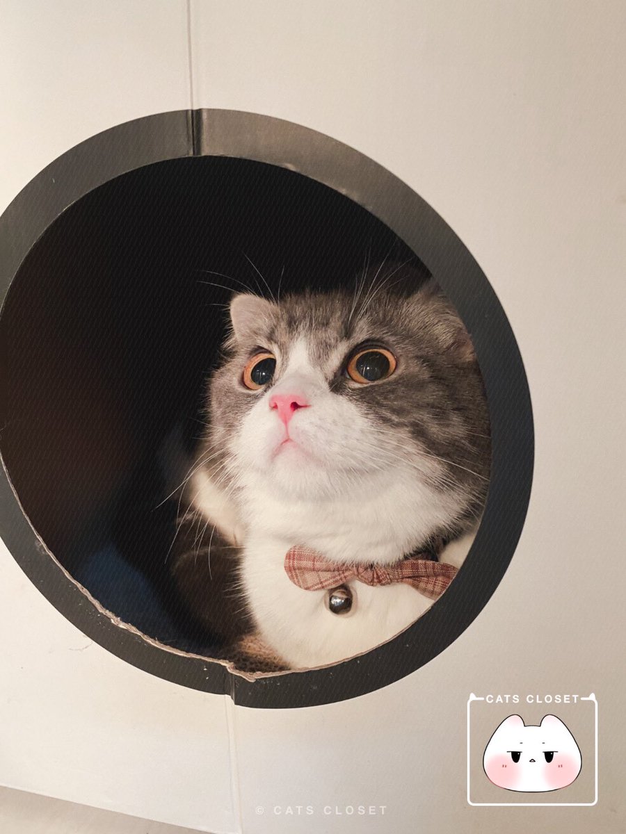 __CatsCloset's tweet photo. ปลอกคอน้องแมว Handmade สุดน่ารัก ตัวล็อกเป็นแบบนิรภัยปลอดภัยต่อน้อง ๆ ₍˄·͈༝·͈˄*₎◞ ̑̑💛

สามารถเลือกสีผ้าได้
มี 2 ไซส์ (S/M)
ราคา 59฿ - 89฿
สอบถาม/สั่งซื้อทาง dm

#ปลอกคอนิรภัยแมว #ปลอกคอแมว #ปลอกคอสัตว์เลี้ยง #ของใช้แมว #breakawaycatcollar #catcollar #catthings #petthings https://t.co/4ObmYeImEa