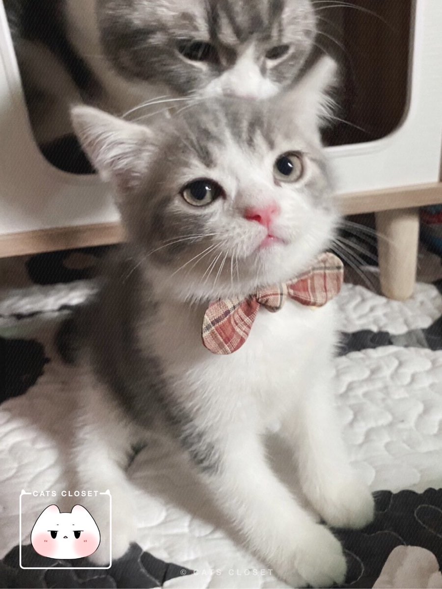 __CatsCloset's tweet photo. ปลอกคอน้องแมว Handmade สุดน่ารัก ตัวล็อกเป็นแบบนิรภัยปลอดภัยต่อน้อง ๆ ₍˄·͈༝·͈˄*₎◞ ̑̑💛

สามารถเลือกสีผ้าได้
มี 2 ไซส์ (S/M)
ราคา 59฿ - 89฿
สอบถาม/สั่งซื้อทาง dm

#ปลอกคอนิรภัยแมว #ปลอกคอแมว #ปลอกคอสัตว์เลี้ยง #ของใช้แมว #breakawaycatcollar #catcollar #catthings #petthings https://t.co/4ObmYeImEa