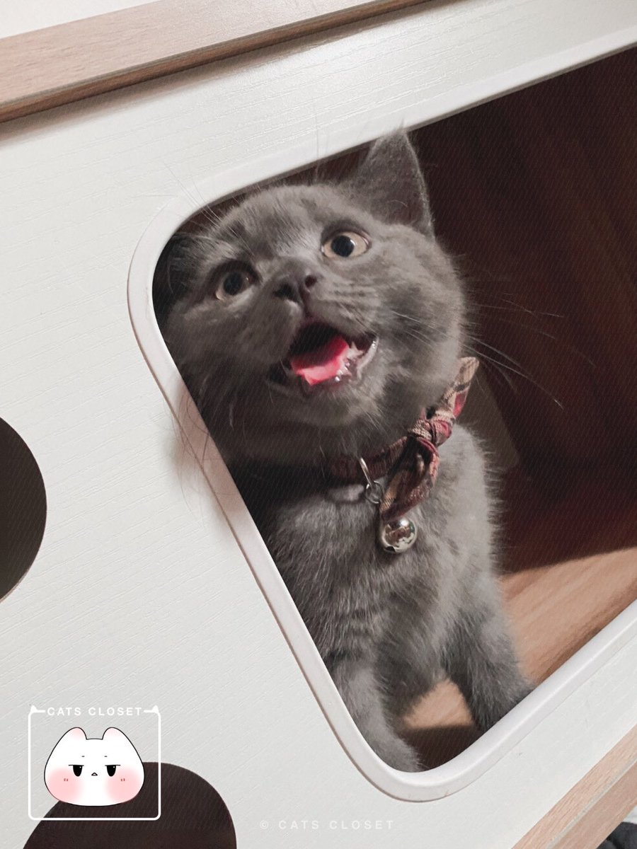 __CatsCloset's tweet photo. ปลอกคอน้องแมว Handmade สุดน่ารัก ตัวล็อกเป็นแบบนิรภัยปลอดภัยต่อน้อง ๆ ₍˄·͈༝·͈˄*₎◞ ̑̑💛

สามารถเลือกสีผ้าได้
มี 2 ไซส์ (S/M)
ราคา 59฿ - 89฿
สอบถาม/สั่งซื้อทาง dm

#ปลอกคอนิรภัยแมว #ปลอกคอแมว #ปลอกคอสัตว์เลี้ยง #ของใช้แมว #breakawaycatcollar #catcollar #catthings #petthings https://t.co/4ObmYeImEa