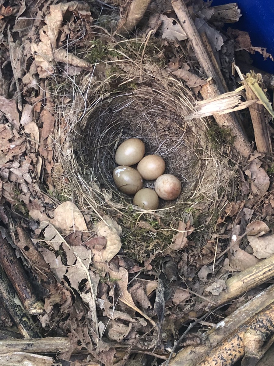 NatureUnltdScot's tweet photo. Good company, good food, good vibes.  We got the site ready for our ‘Women for Well-being’ taster session.  We found a robin’s nest with five tiny eggs, such a blessing.  
If you’d like to join us get in touch, we gather every Thursday. 
Happy Earth Day to all. 

#earthday2023 https://t.co/nPxSqgeehf