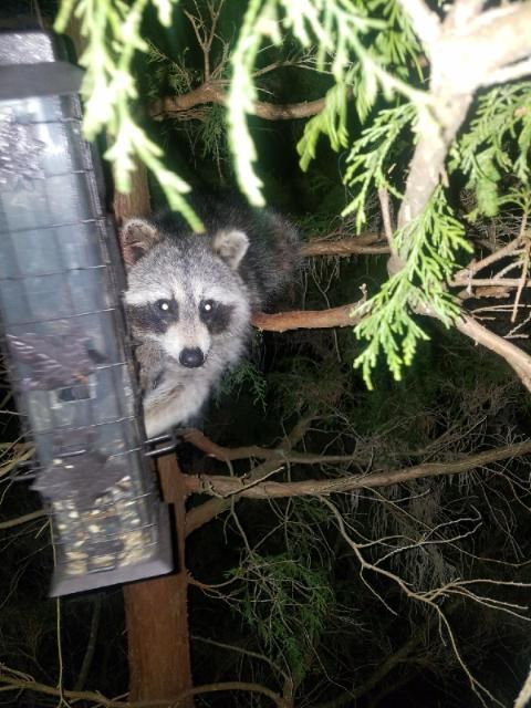 BRAVOMedia1's tweet photo. Good Morning &amp; Hello

In the Enchanted Forest, it's - Breakfast Time Before The Birds &amp; coffee.
 #Saturday #FirstTweetoftheday https://t.co/bDGeGiF1B7