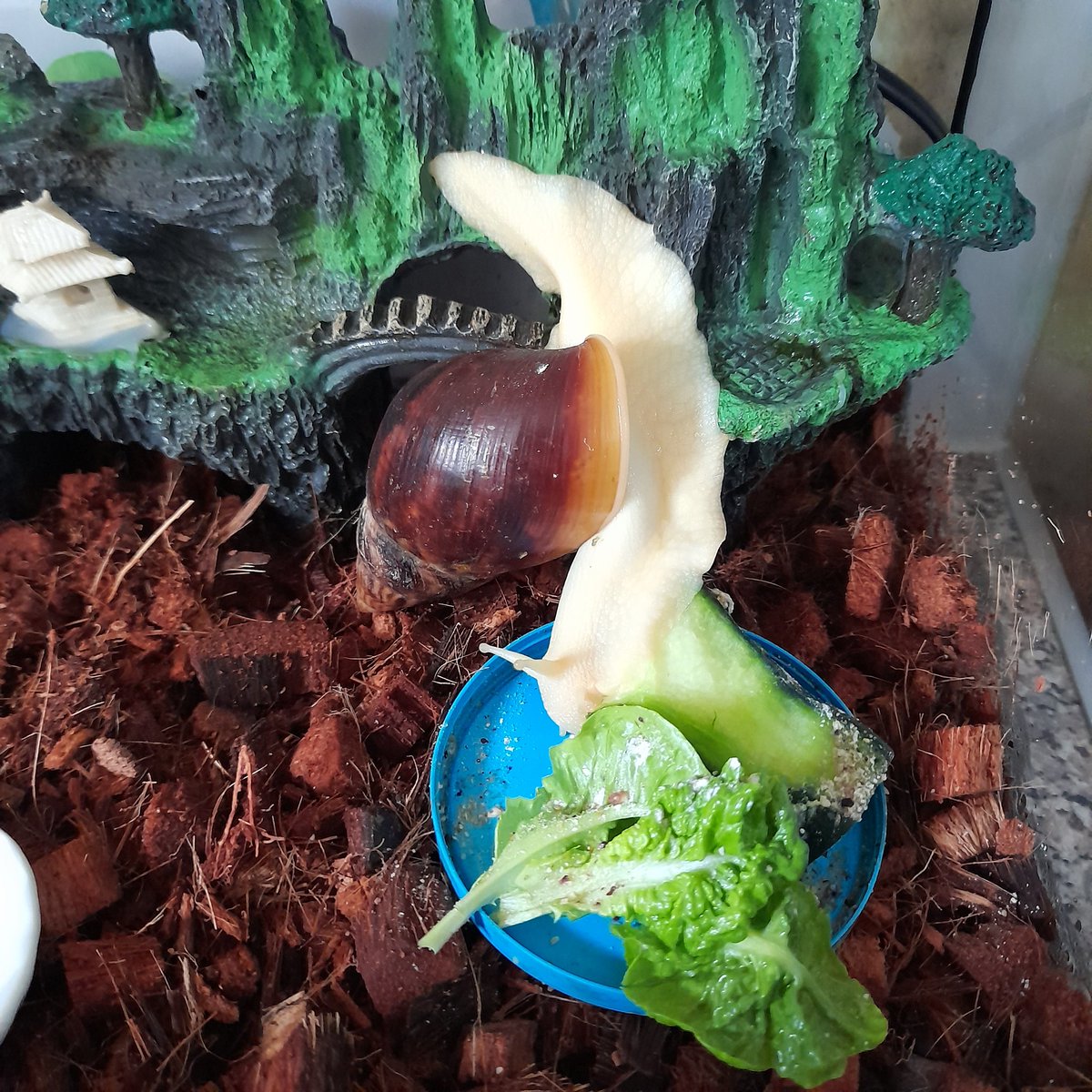 fafferoffluff's tweet photo. β₯ π Snail Saturday π β₯
Lila Slimer is so weird; 9 times out of 10 she eats her food upside down.
What weird thing do your pets do?
#fafferoffluff #lilathesnail #snailsaturday #snails #cutesnails #funpets #bestpets #shropshire https://t.co/ytU2ydNjZq