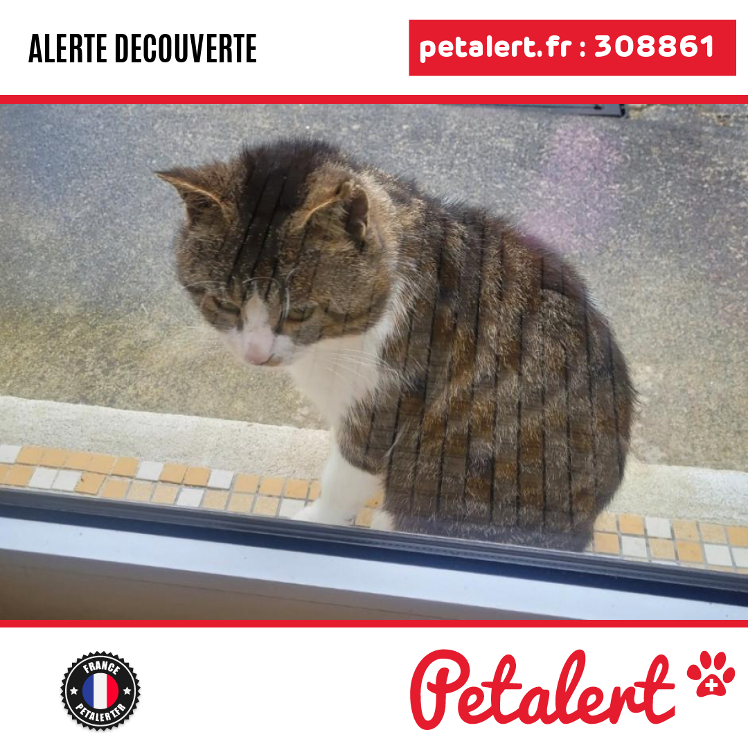 petalert_france's tweet photo. Trouvé #Chat #Allier #Domerat #Petalert #PetAlert03 / https://t.co/NUMtJba8bG https://t.co/sGf3ajXpi6