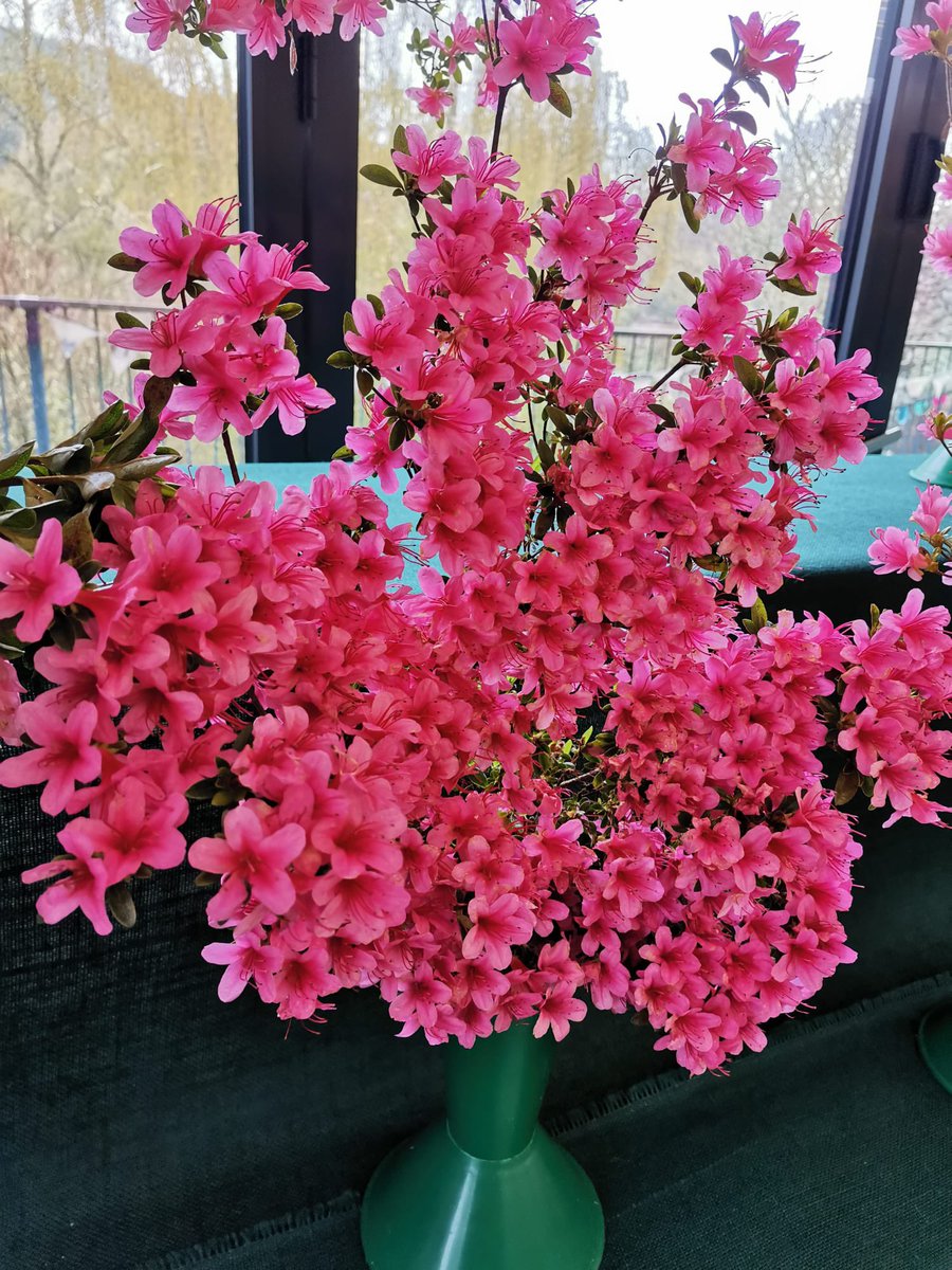 RHS Garden Rosemoor tweet media